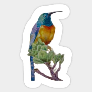 Orange Breasted Sunbird Hand Painted Sticker